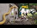 Brave Soldiers Used High-Tech Snake Detectors To Locate The Giant Python's Nest.
