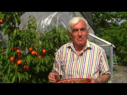 VOL.AT-Gartentipp: Der Marillenbaum