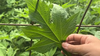 Getting to Know Kipahit Leaves (Tithonia Diversifolia), a Nutrient-Rich Organic Fertilizer