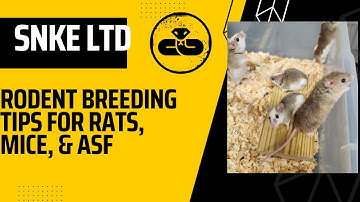 EVERYTHING YOU NEED TO KNOW ABOUT BREEDING RODENTS FOR BALL PYTHON FOOD. RATS, MICE, ASF!