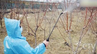 Обработка сада весной: яблони и груши. Лучшая защита от болезней и вредителей! Сад и огород - 2020