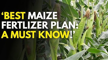 Best Fertilizer for Maize: How to Apply for Maximum Yields