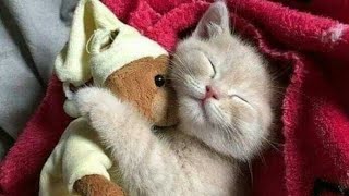 Huzur Veren Minik Yavru Tatlı Kedicikler