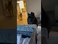 Cane Corso's Have ADORABLE Reaction To New Niece!