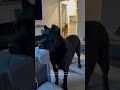Cane Corso's Have ADORABLE Reaction To New Niece!