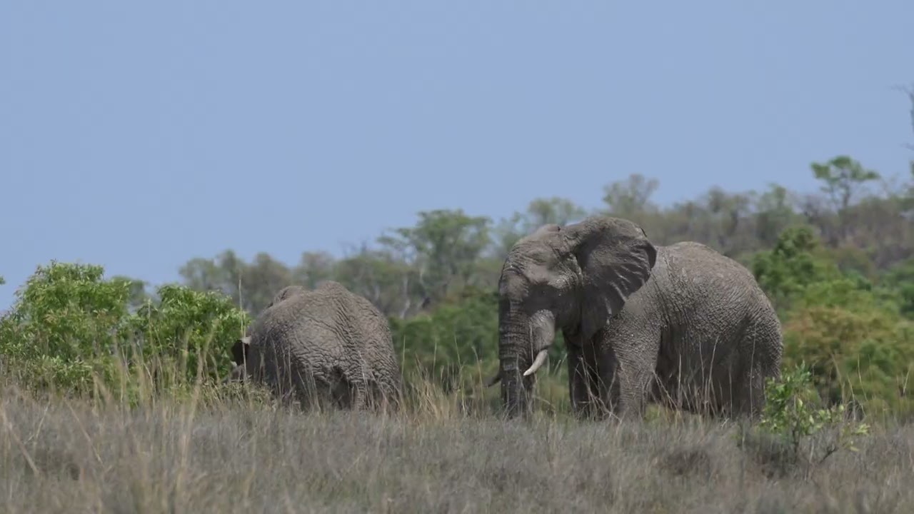 Mud Bath Companions | Elephants at Play