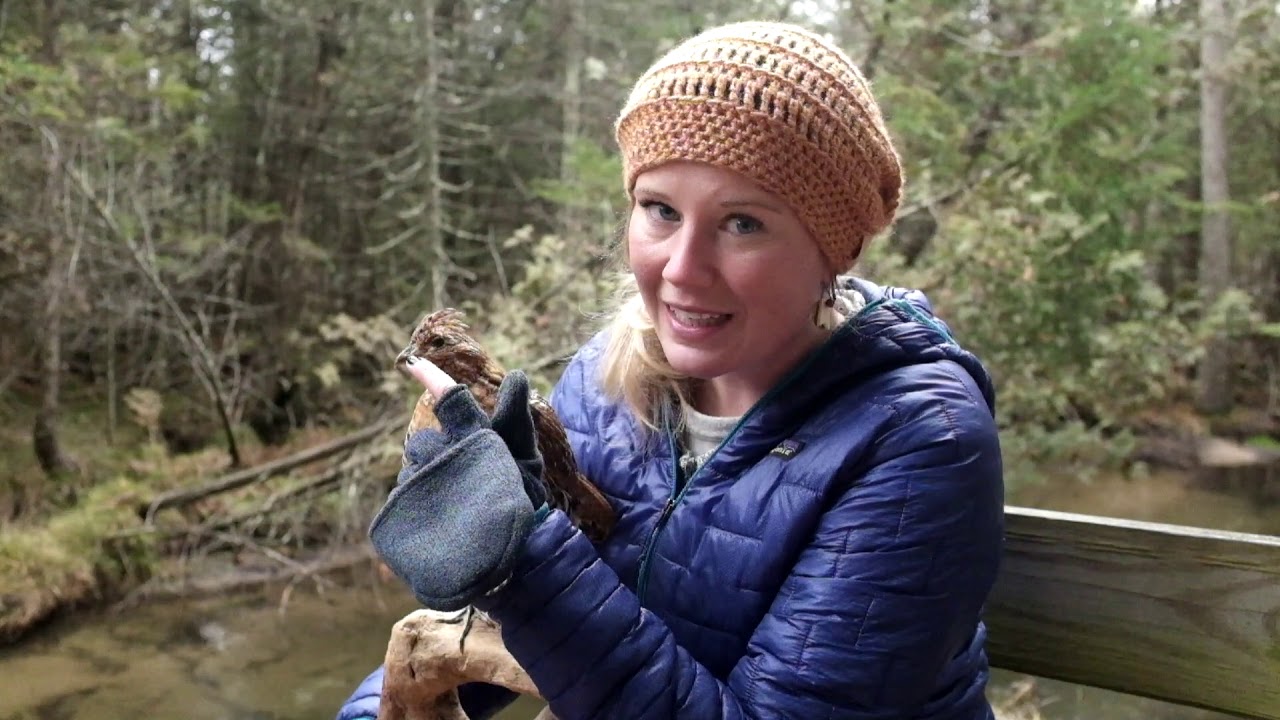 Ruffed Grouse Winter Adaptations