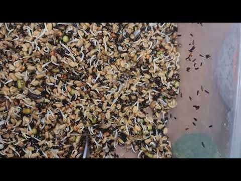 البذور المستنبته للكناري والحسون مستنبته