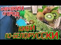 ДЕРЕВЕНСКИЙ КИВИ. Генеральная уборка дома.