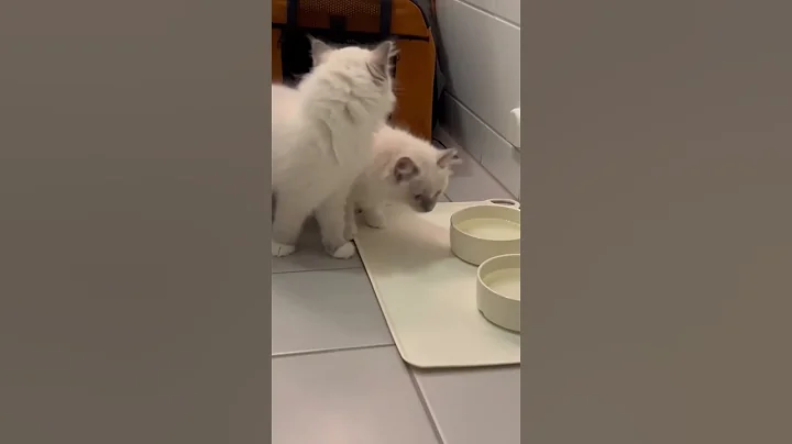 Video 11708891: cat kittens home, cat kitten cute