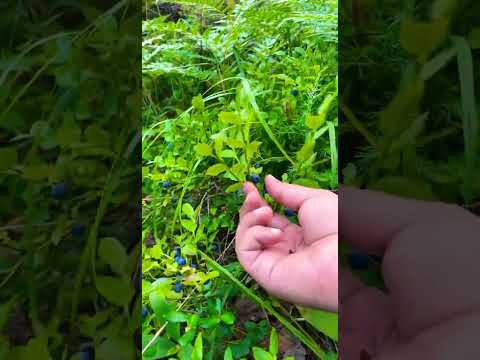 التوت الازرق لذيذ في الغابة فنلندا