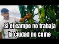 Si el campo no trabaja la ciudad no come campo trabajo nicaragua