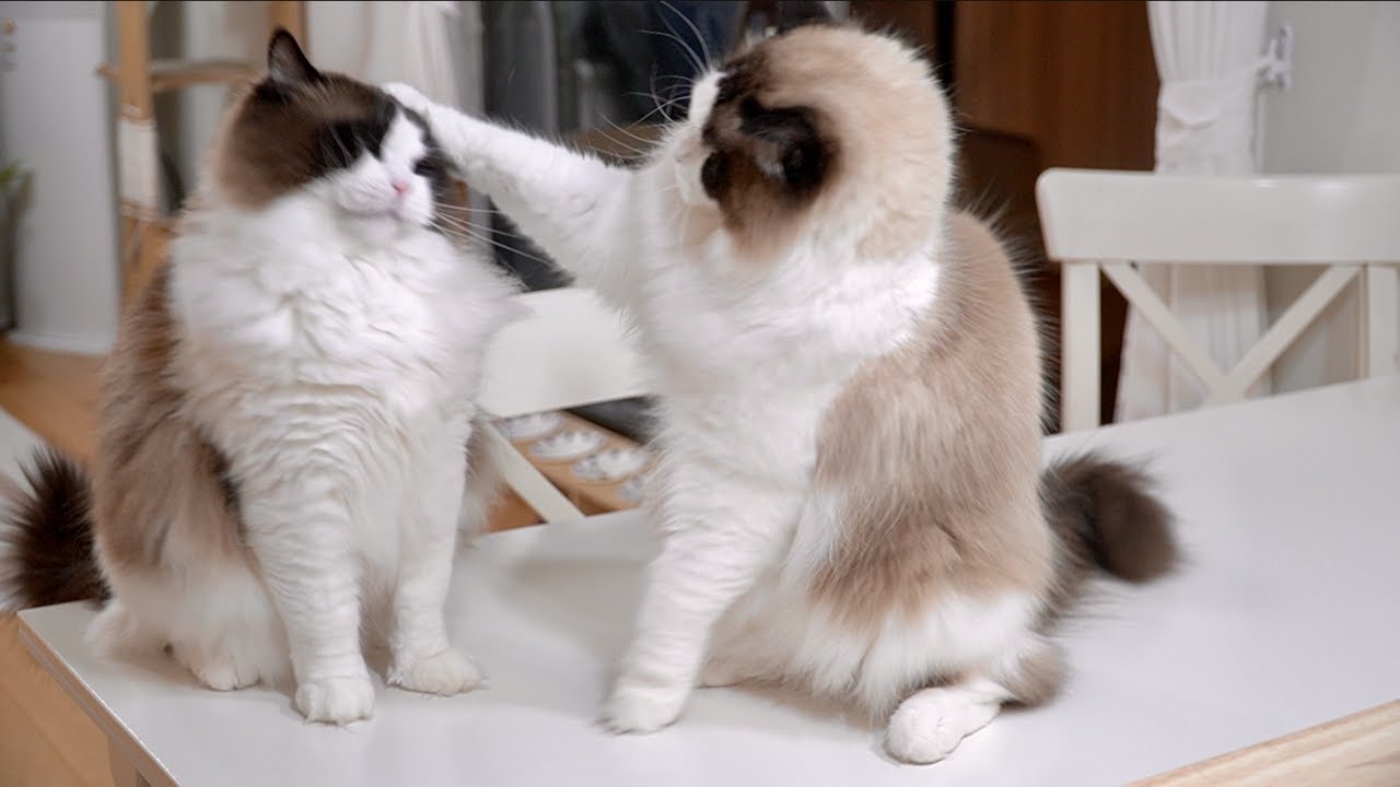 자기보다 더 큰 아들한테 얻어맞는 아빠 고양이