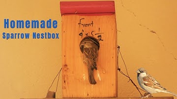DIY House Sparrow Nesting box homemade | How to make sparrow nesting box | House sparrow making nest