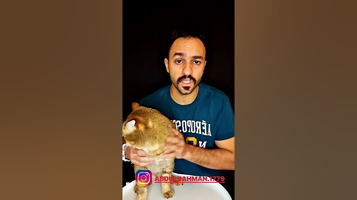 اكلات مضرة للقطط