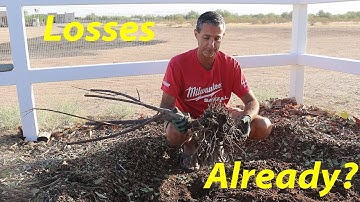 Why Are We Losing Fruit Trees? | Best Chop & Drop for Desert Climates