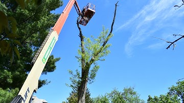 Time-lapse of removing black locust tree with lift