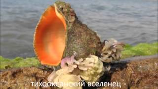 Экосистема Чёрного моря - презентация