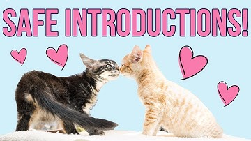 Safely Introducing Kittens (From Different Litters!)