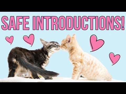 Video: Zullen kittens uit verschillende nesten met elkaar opschieten?