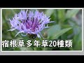 【ガーデニングvlog】去年植えた宿根草は何センチになった？/宿根草多年草20種類/ナチュラルガーデンを目指して/無農薬/園芸/