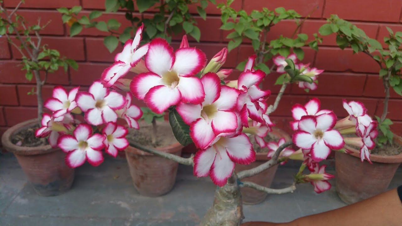 Adenium Hand Pollination YouTube