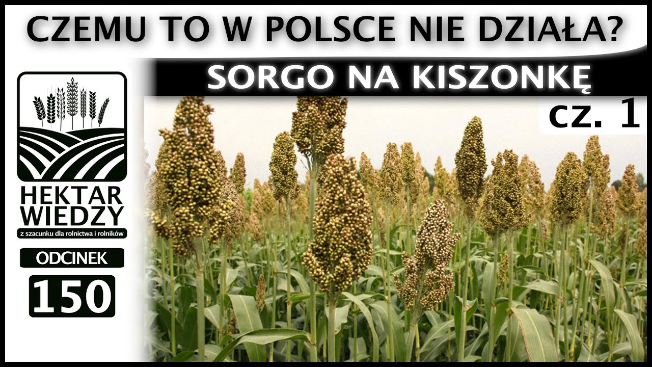 DROŻYZNA | SORGO NA KISZONKĘ - CZEMU TO W POLSCE NIE DZIAŁA? (część. 1). | ODCINEK 150
