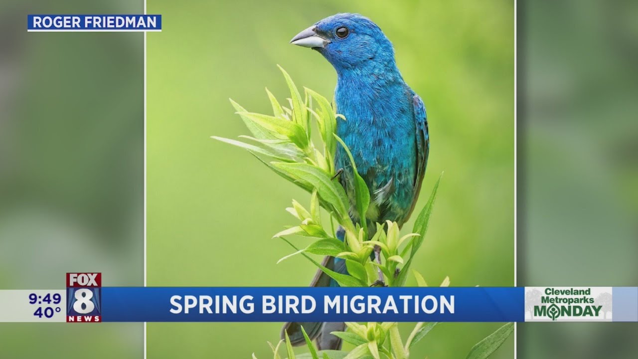 Millions of migrating songbirds stopping in Cleveland soon - here's where you can see them
