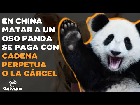 Osos panda - Fotos, curiosidades y todo lo que debes saber sobre