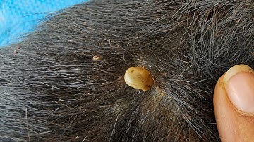 Dog Ticks Remove - Easy And Fast Way To Remove All Ticks From Poor Dog - Save Poor Dog EP 61