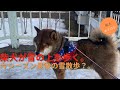 今シーズン最後の柴犬花の雪散歩(多分...)