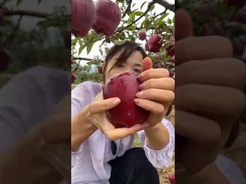 فيديو: أصناف التفاح الأحمر: زراعة أشجار التفاح بالفواكه الحمراء