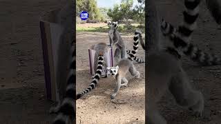 Will your team win Gather Round? | 9 News Australia