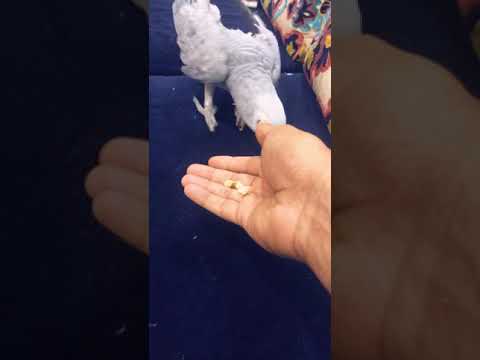 شوف تعبير حب الببغاء لصاحبه وش يطلع من فم الببغاء