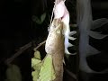 Baru Pasang Sudah Dapat Dua Ekor Mancing Tajur Baru Pasang Sudah Dapat Dua Ekor Mancing Tajur