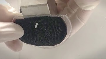 Tiny, Caterpillar-Like Soft Robot Grabs, Rolls and Degrades | Headline Science