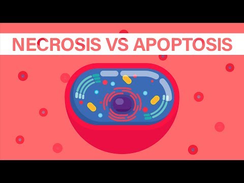 What is Necrosis vs What is Apoptosis?