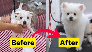 My Puppy's First Shower and Haircut - Japanese Spitz by Sarangsnowbear 1,818 views 1 year ago 4 minutes, 27 seconds