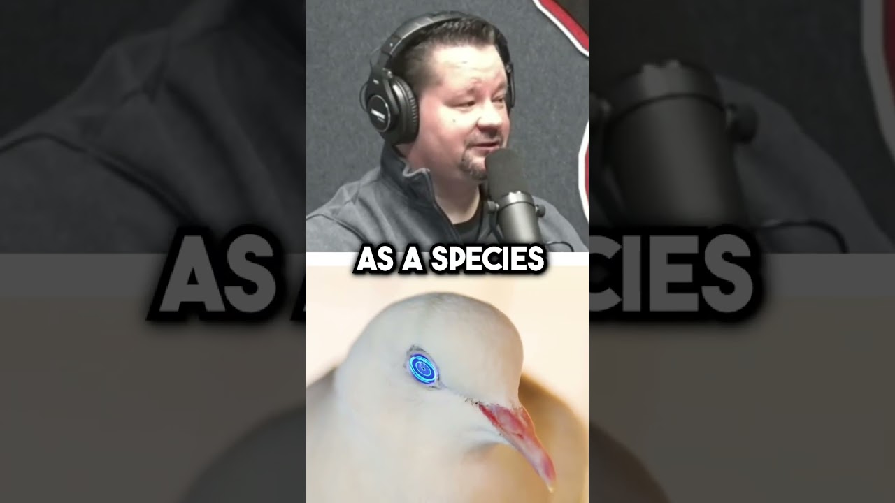 Conspiracy Theory... Are birds real? 