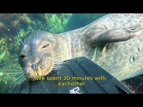 Free Diving in Laguna Beach with Charlie the Harbor Seal
