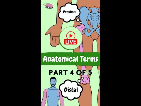 Video: Wat beteken indekse in anatomie?