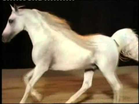 لب يه يا ص وتن حسين الجسمي من أشعار غياهيب