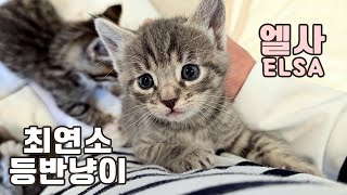 Kitten doesn't Stop Climbing Me 😂 by 꼬부기아빠 Human Cat Tree 2,981 views 2 months ago 2 minutes, 8 seconds