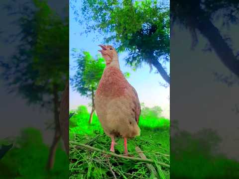 Gora Teetar Ki Awaz Teetar Ki Boli Francolin Voice Patridge Voice Gora Teetar Ki Awaz Teetar Ki Boli Francolin Voice Patridge Voice