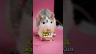 Sıçanlar Hakkında Bilgiler - 120