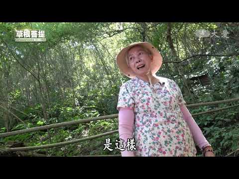 台綜-草根菩提-20211118-梳心 - 高宜媚