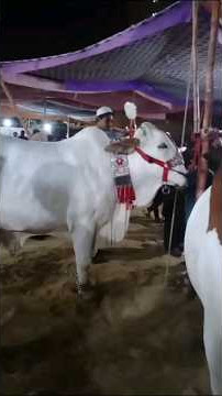 Cow mandi 2023🐄#cow #2023 #mandi #shorts #youtubeshorts #viral