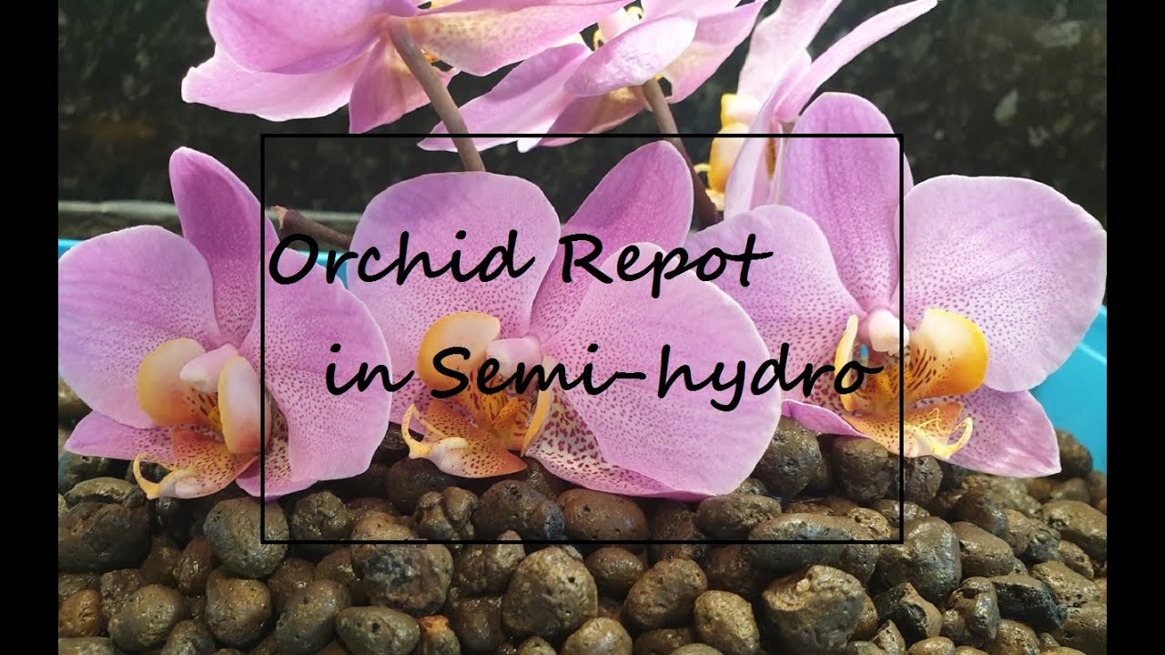 Orchid repot in Semi-hydro 
