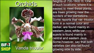 (Vanda tricolor) Orchids Gallery Malaysia at BF1 screenshot 4