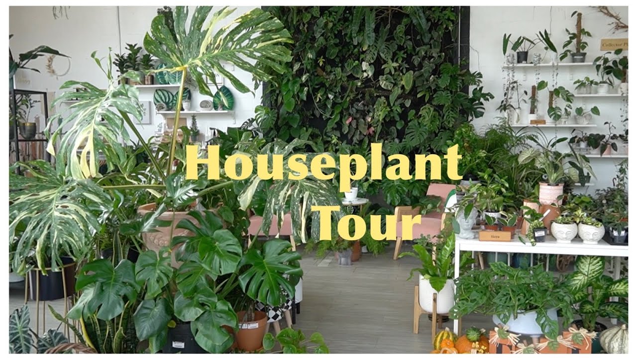 Rare Houseplants Plant Shopping YouTube